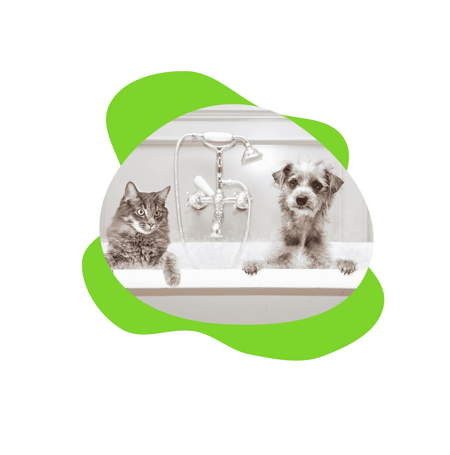 Go Groom Mobile Pet Grooming Quality Pet Grooming Near You