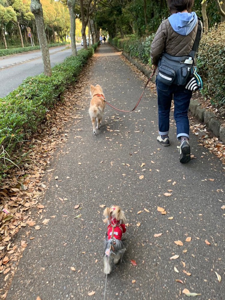 お散歩中、犬同士が出会う、接する時の注意事項まとめ！ 一般社団法人 盲導犬総合支援センター