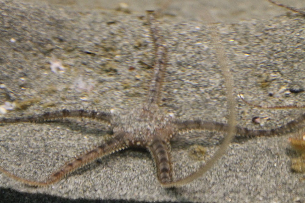 Brittle Stars, Vancouver Island, BC Gohiking