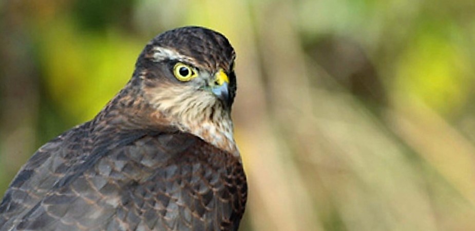 Peregrine Falcon, Vancouver Island, BC Gohiking.ca