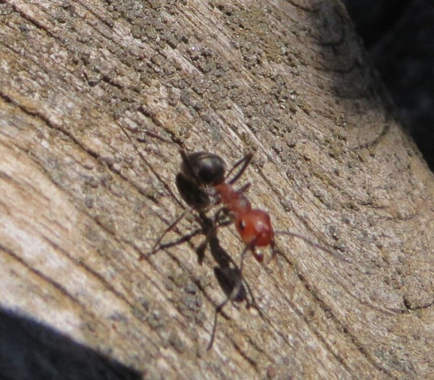 Thatching Ants, Vancouver Island, British Columbia Gohiking