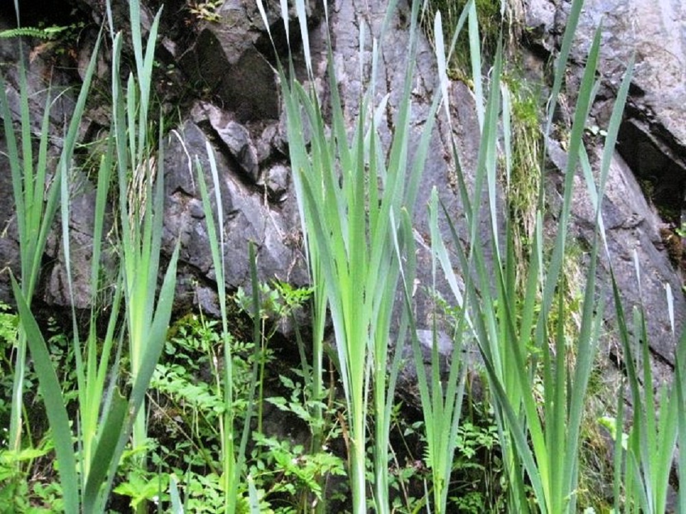 Edible Plants, Vancouver Island, British Columbia