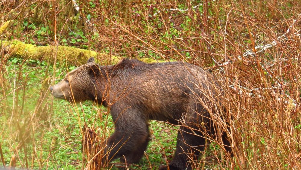 Grizzly Bears, Vancouver Island, British Columbia Gohiking
