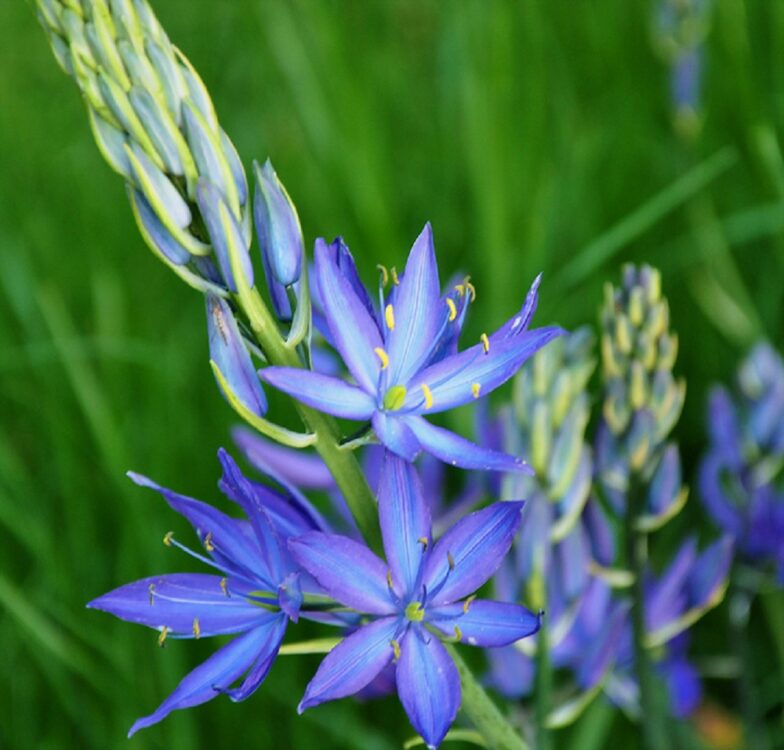 Edible Plants, Vancouver Island, BC Gohiking.ca