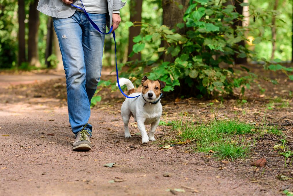 The Best DogFriendly Trails in Hocking Hills Go Hocking