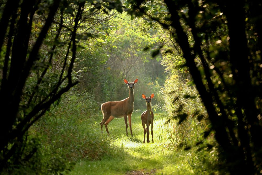 Discover The Wildlife of Hocking Hills Go Hocking Hills (Ohio)