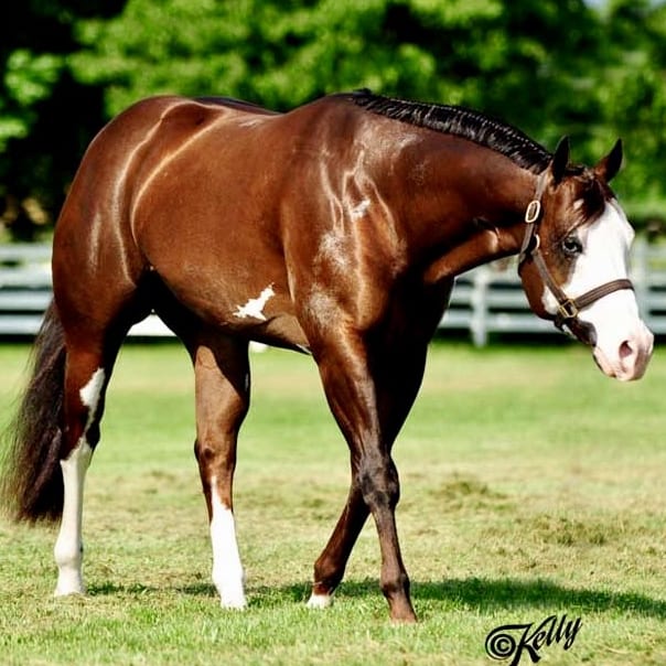 GoHorseShow Valentine's Day Matchmaking Paint Performance Stallion