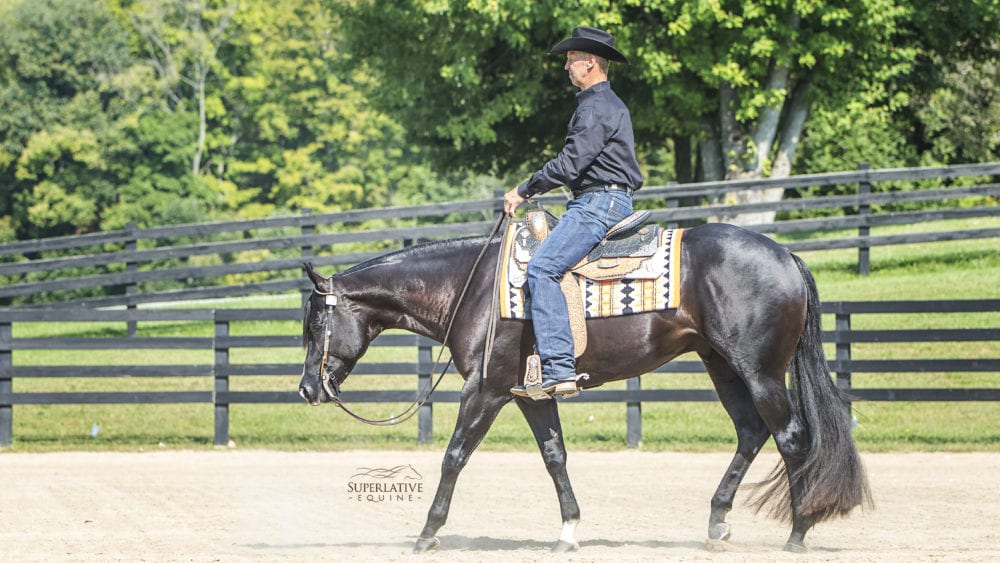 GoHorseShow Breeding Western Pleasure Horses for Purpose and Function