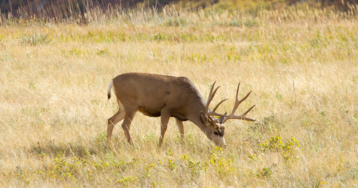 2021 post draw data from Colorado's Secondary Draw now available goHUNT