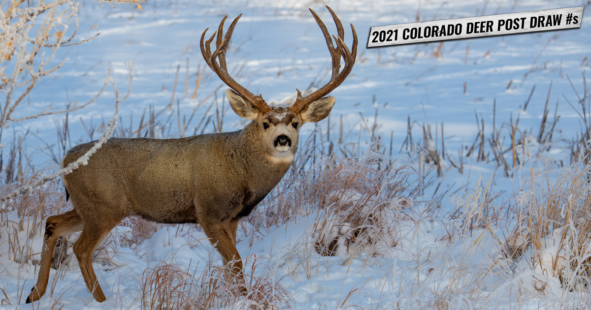awasome-colorado-second-draw-deadline-references-boost-wiring