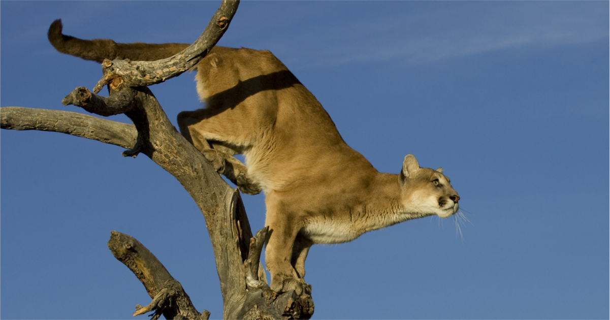 Science drives Wyoming mountain lion populations goHUNT