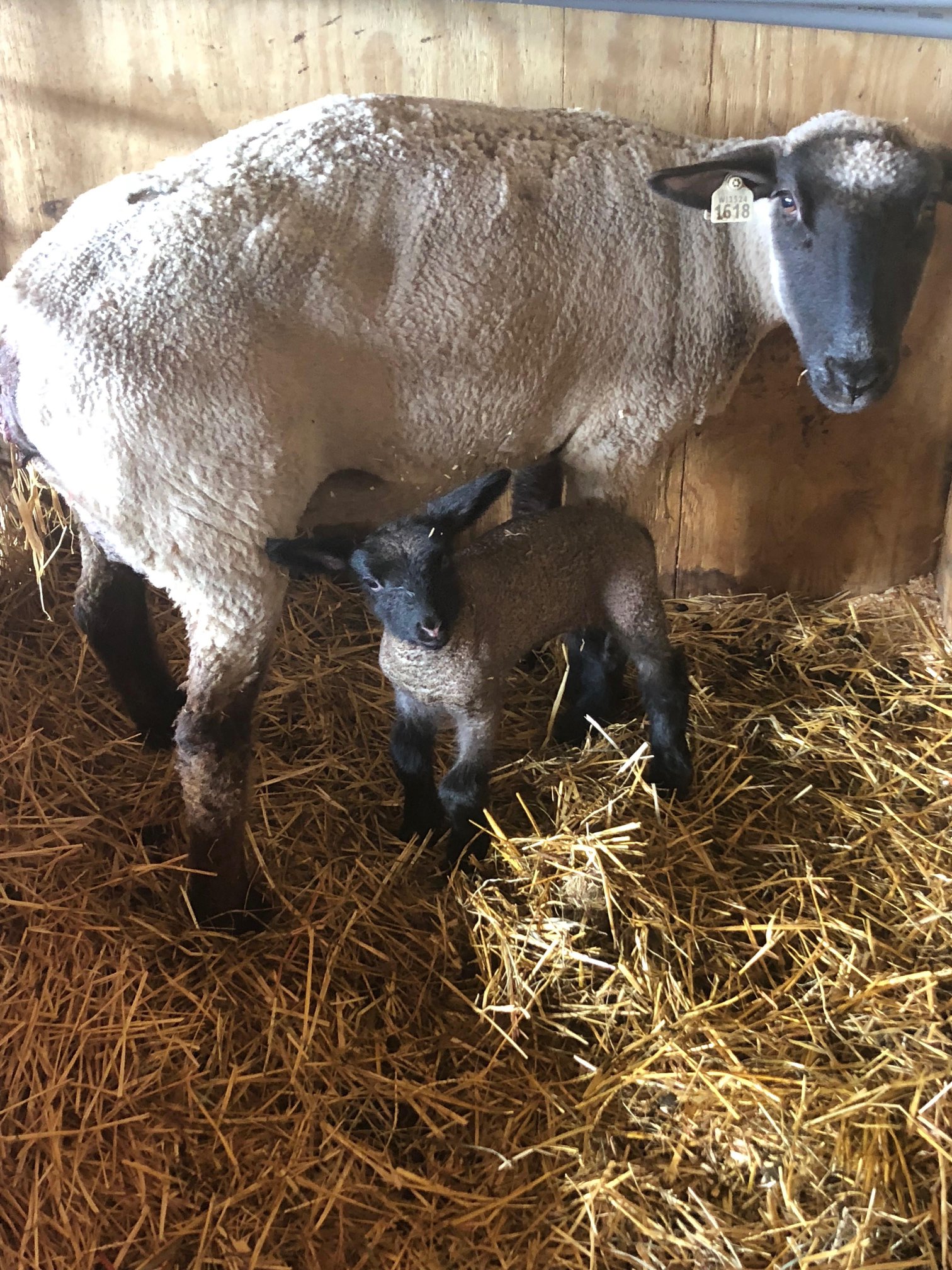 Small Ruminant Services GenOvations