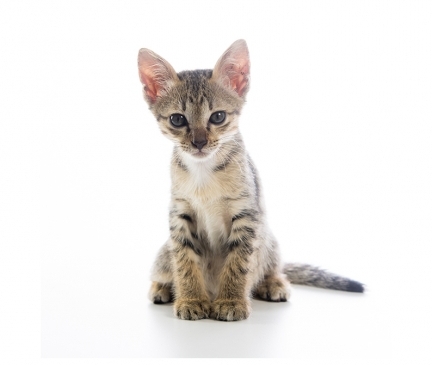 Available Toyger Kittens For Sale & Cats For Adoption