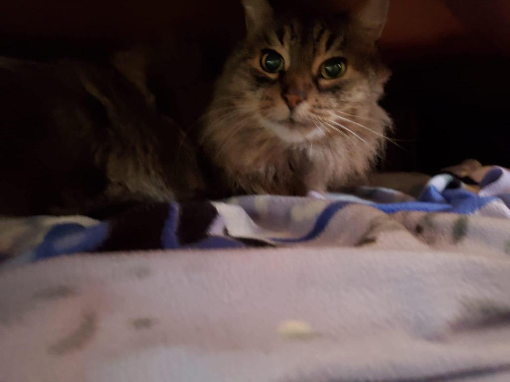 Hope Female Maine Coon Cat For Adoption in New York, United States