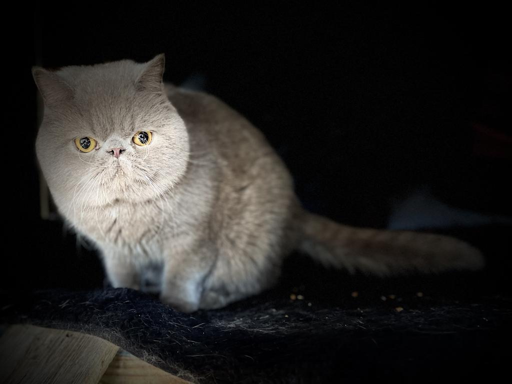 Blueberry Male Exotic Cat For Sale in Alabama, United States