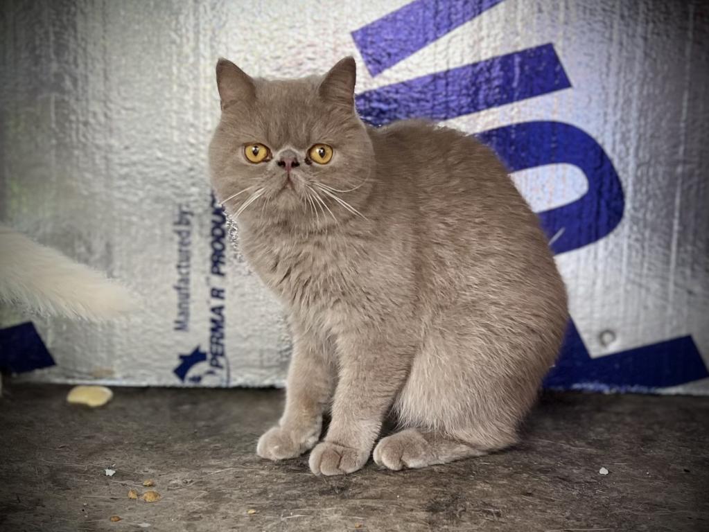 Blueberry Male Exotic Cat For Sale in Alabama, United States