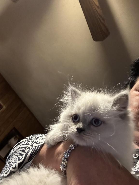 Jewels Kittens Male & Female Ragdoll Kittens For Sale in Rhode Island