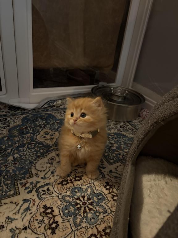 Orange Persian Female Female Persian Kitten For Sale in New York