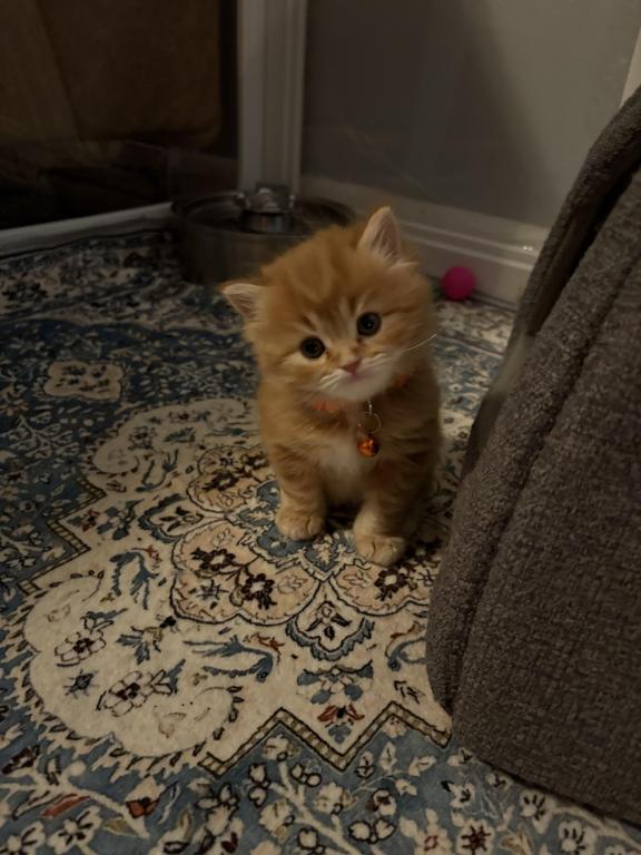 Orange Persian Male Male Persian Kitten For Sale in New York, United