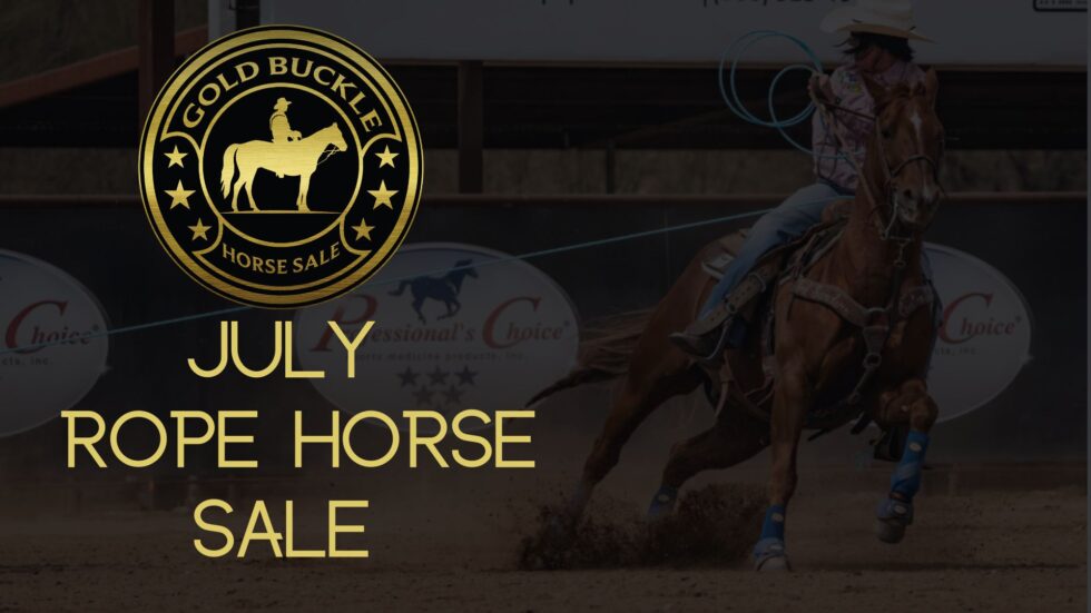 Professional Online Horse Auction Horses for Sale Gold Buckle Horse Sales