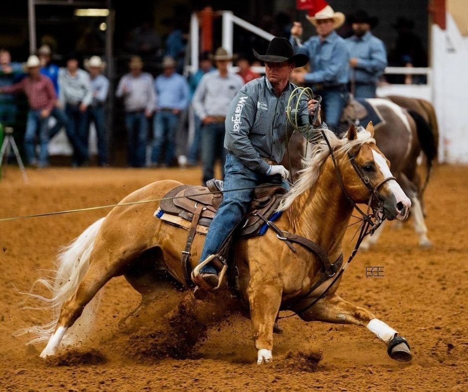 Professional Online Horse Auction Horses for Sale Gold Buckle Horse
