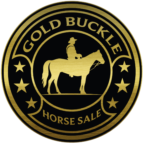 Goldbuckle Premium Horse Certification Process Gold Buckle Horse Sales