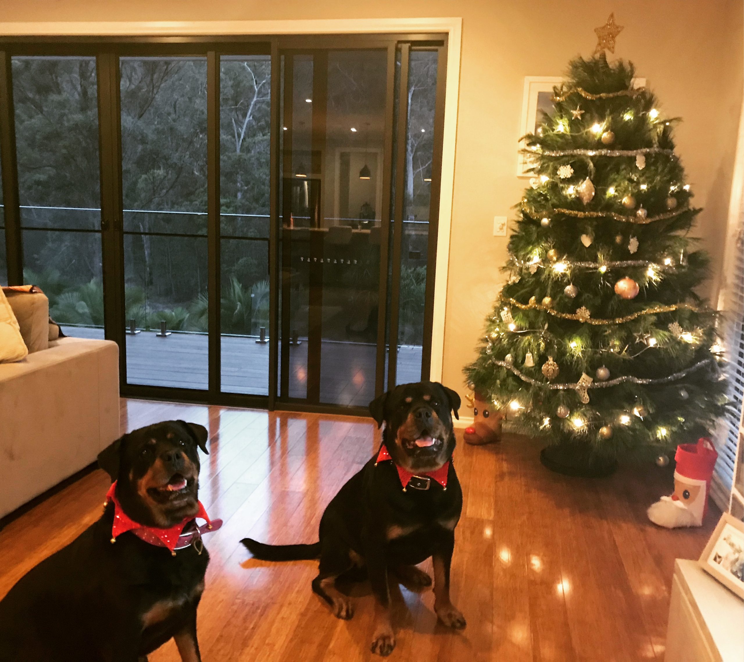 Gallery Gold Coast Christmas trees