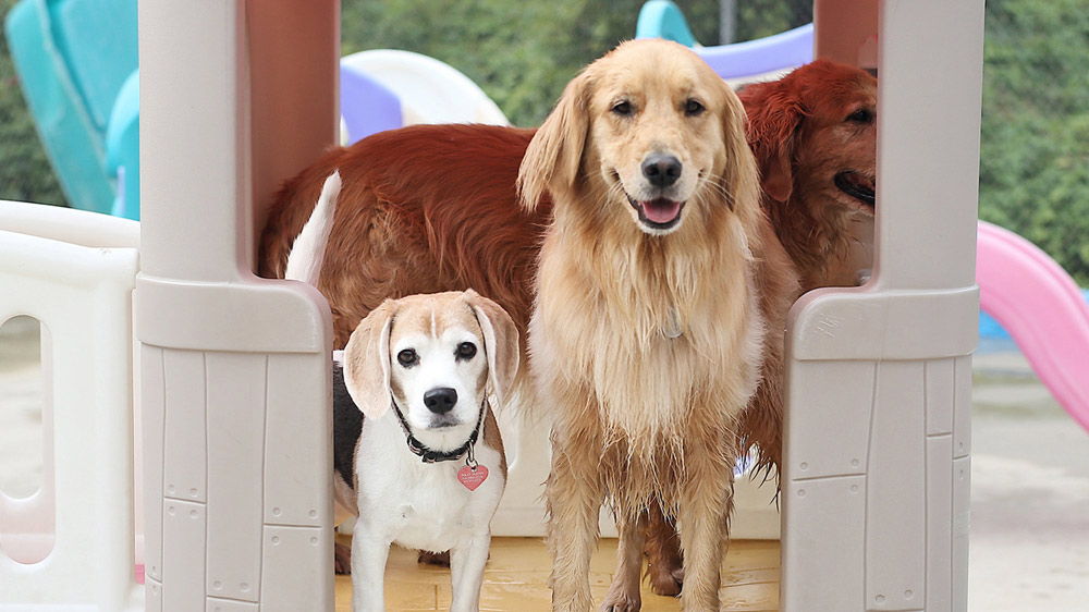 Check These Tips For Finding The Best Dog Daycare In Nashville Golden