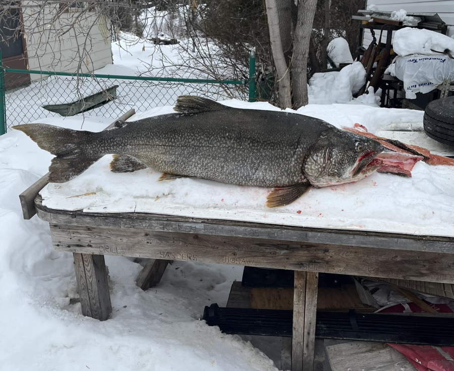 Monster Lake Trout caught in Red Lake area Kenora Online