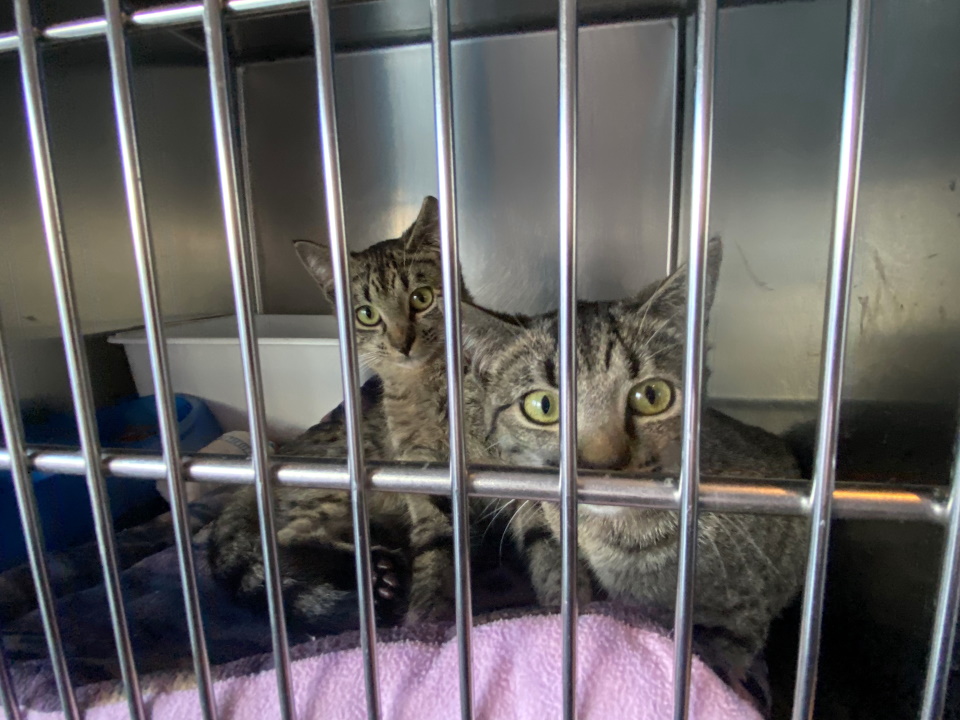 UPDATE Weyburn Humane Society is offering to 'egg' your yard for