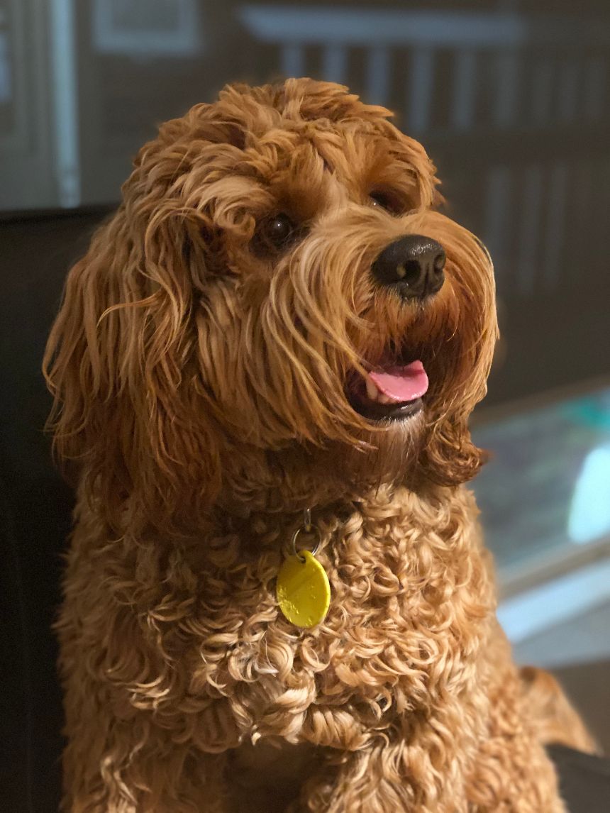 Toy Poodle Breeders Auckland Wow Blog