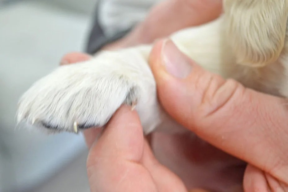 The Importance of Dew Claws Why We Don't Remove Them.