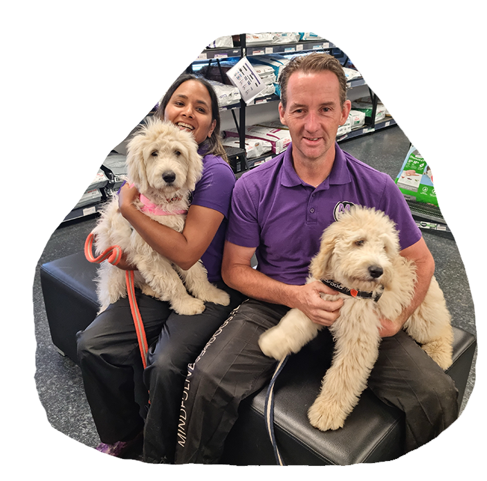 New Zealand's Top Dog Trainers Goldendoodles from Bellawai Dogs
