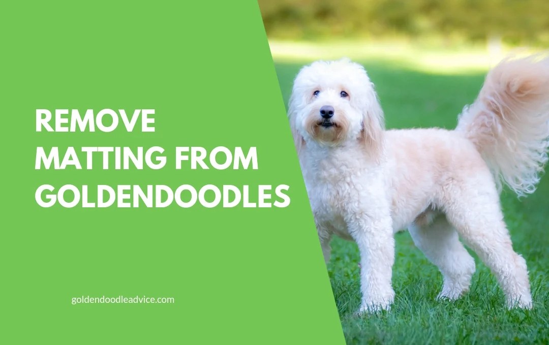 How To Prevent Goldendoodle Matting 3 Must Own Dog Brushes