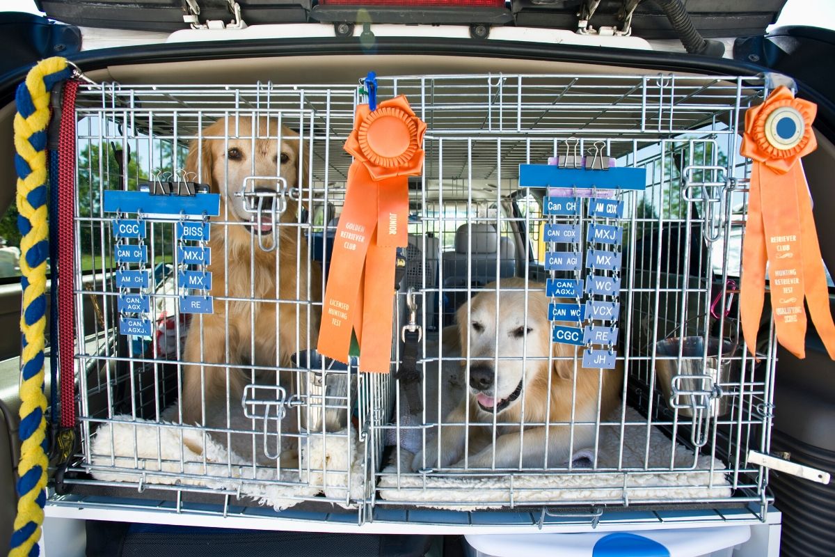 The Importance of Crate Training Goldendoodle Advice