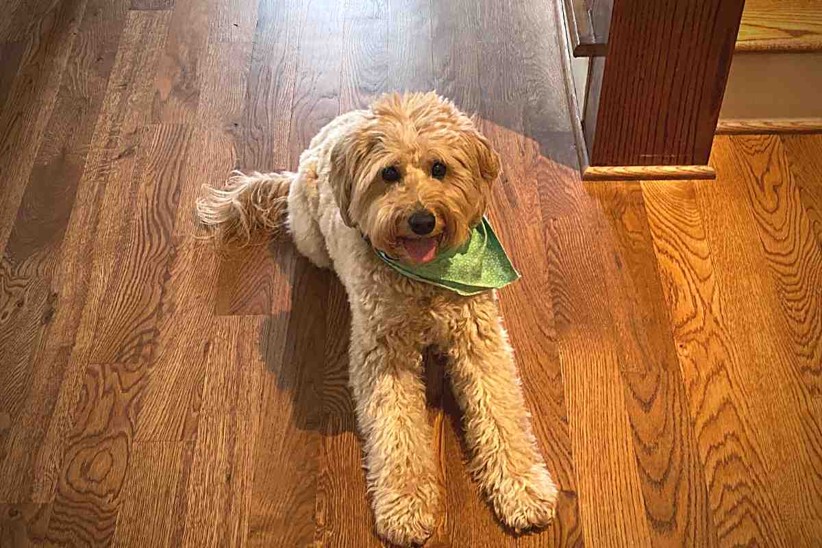 How Long Do Goldendoodles Stay Puppies? Goldendoodle Advice