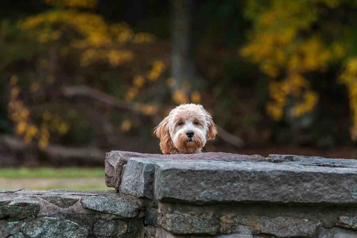 What Is The Smallest Breed Of Goldendoodle? Goldendoodle