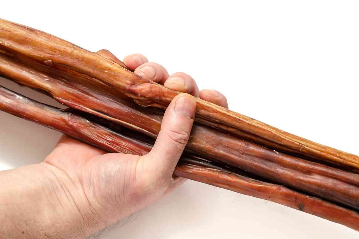 How Long You Should Let Your Puppy Chew On A Bully Stick Goldendoodle