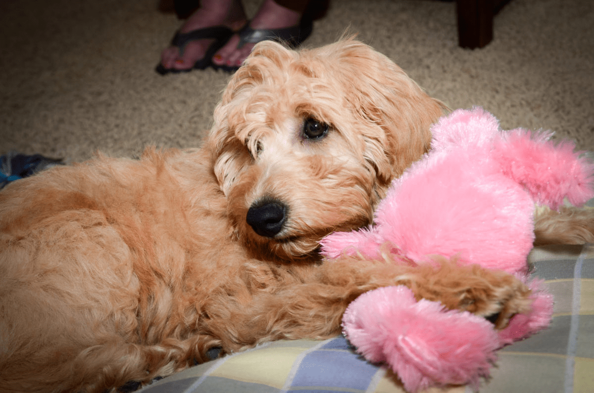 Can Goldendoodles be AKC Registered? Can You Register A Goldendoodle? The Ultimate Guide