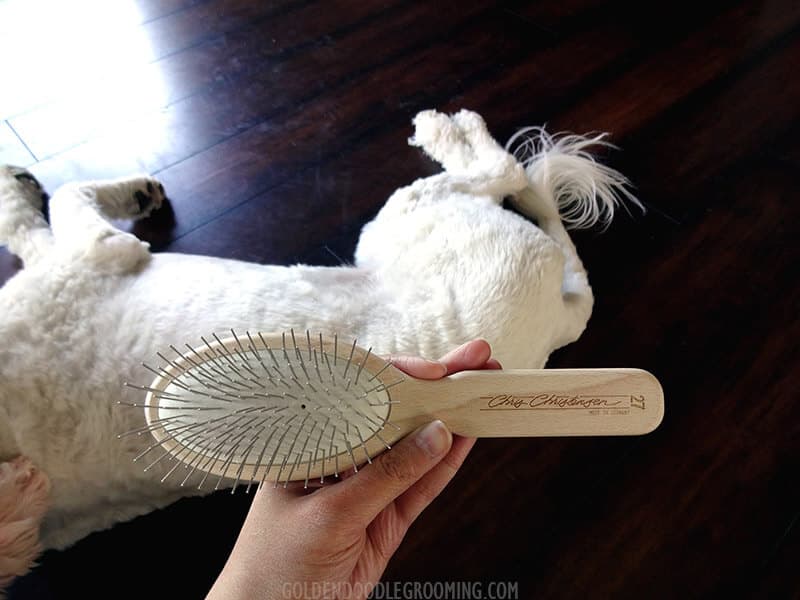 Best Brush for Goldendoodles Chris Christensen Oval Pin Brush