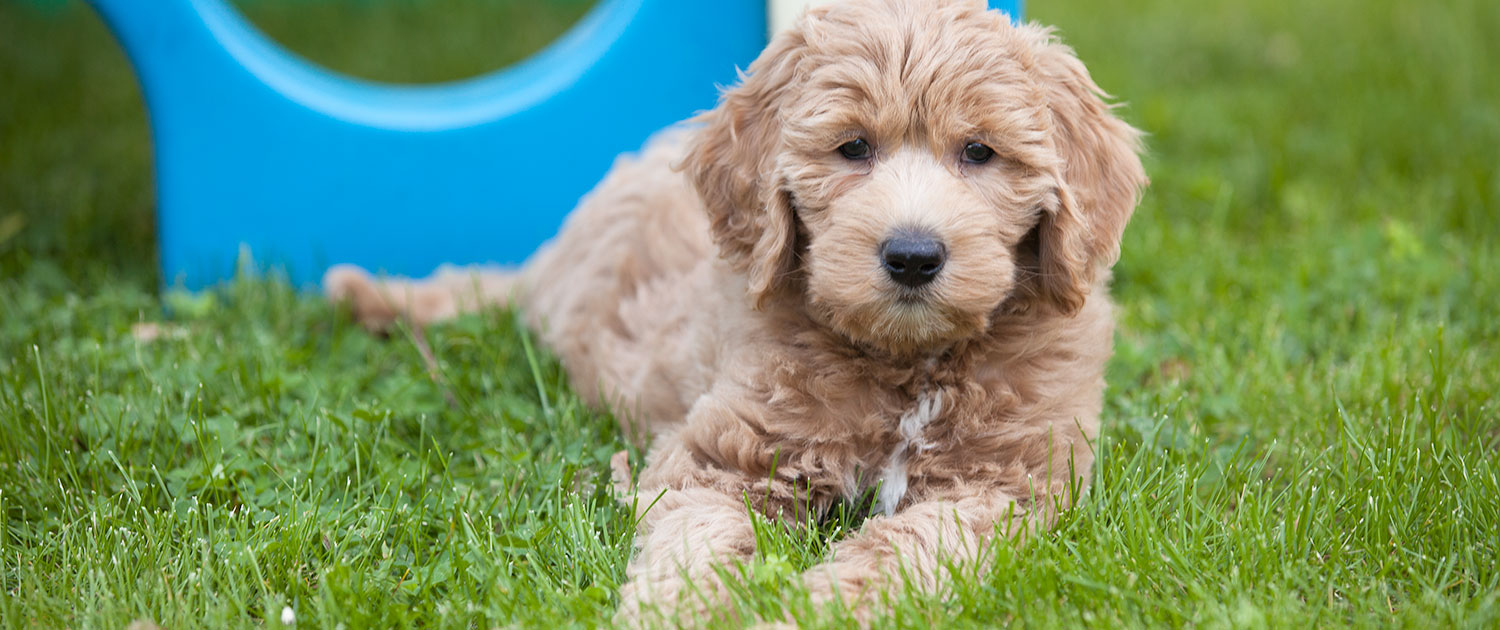 Maybe you would like to learn more about one of these? Rosewood Kennel Breeder Of Top Quality Goldendoodle Puppies