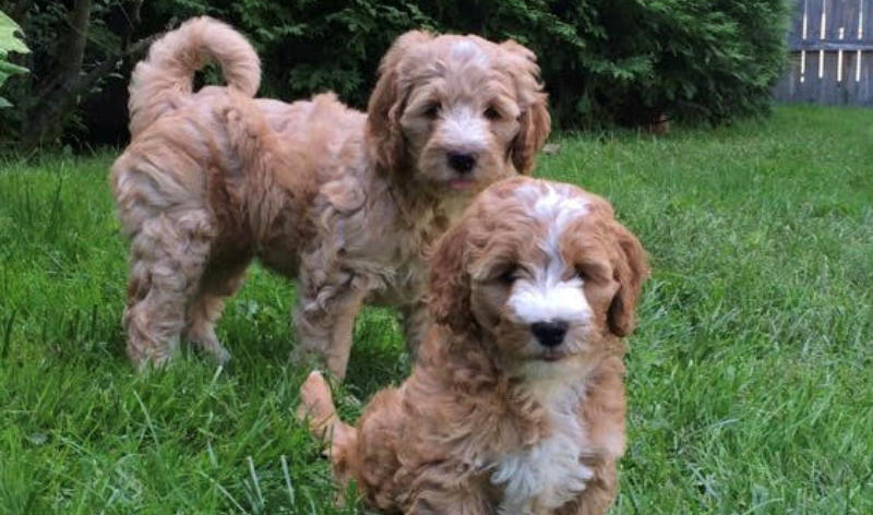 Mini Goldendoodle Puppies For Sale In Michigan