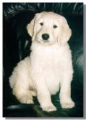 The Goldendoodle & Labradoodle Website