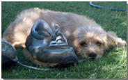 The Goldendoodle & Labradoodle Website