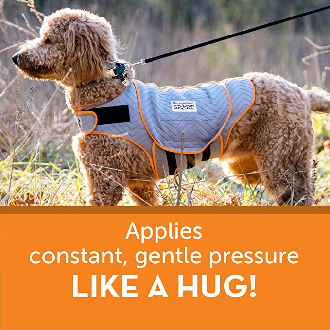 How to Comfort & Care For Your Dog During Fireworks