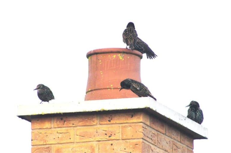 Capping An Unused Chimney 5 Helpful Answers You MUST Know