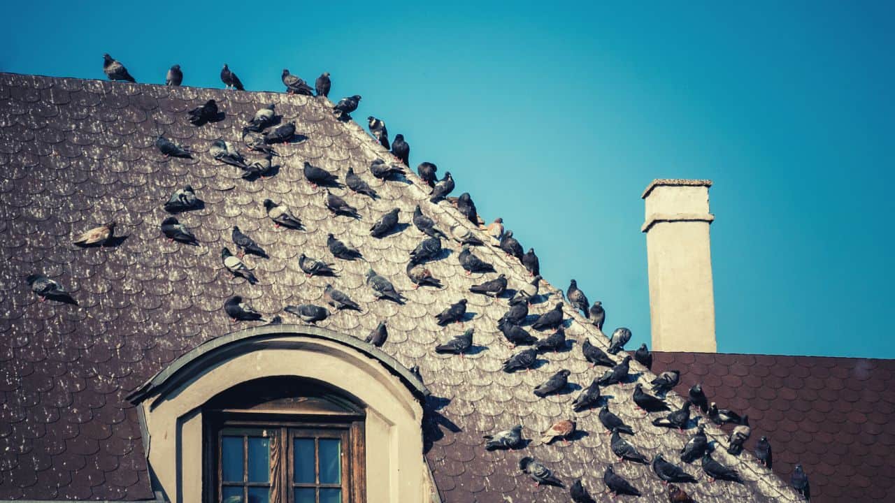 How To Get Rid Of Chimney Swifts Safely And Effectively 2024