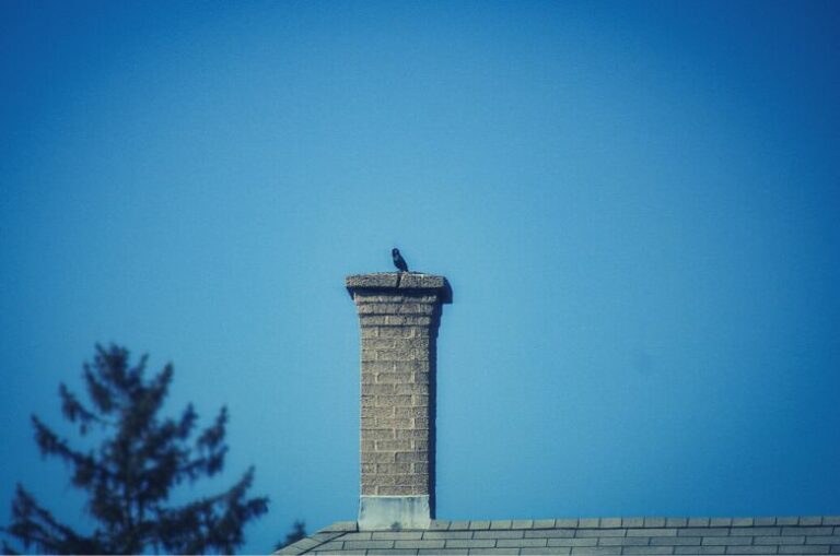 How To Get Rid Of Chimney Swifts Safely And Effectively 2023