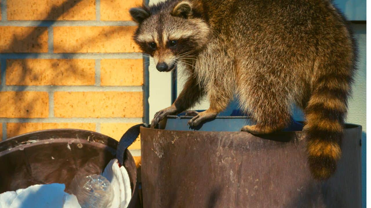 Raccoons In Chimney? 6 Easy Steps On How To Get Them Out!