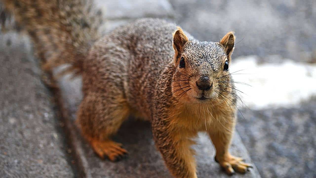 Squirrel In Chimney? 5 Signs You Need To Watch Out For!